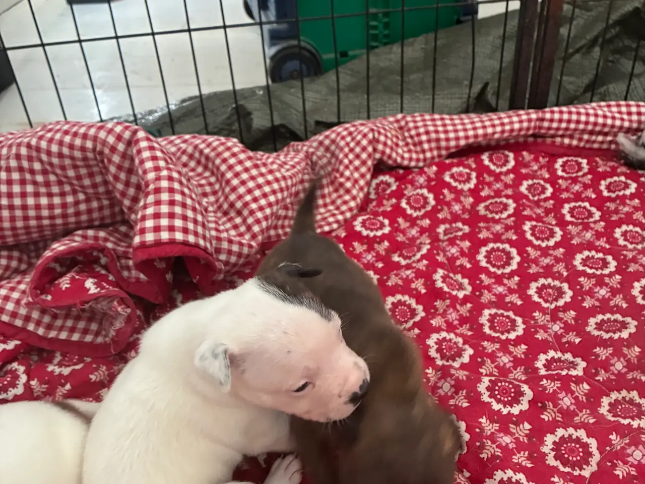 Billede 5 - Engelsk staffoird terrier hvalpe