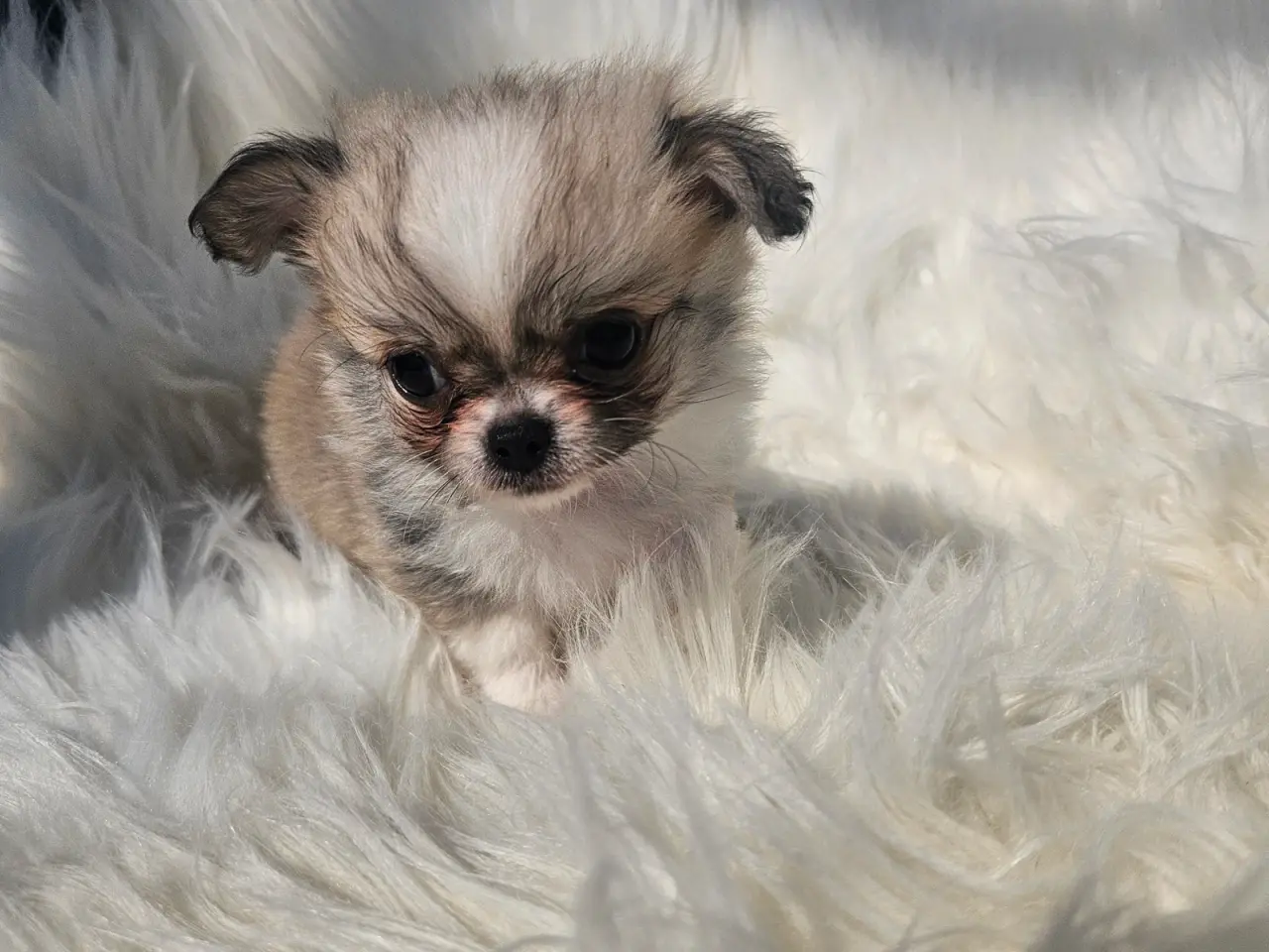 Billede 4 - Lille chihuahua drenge