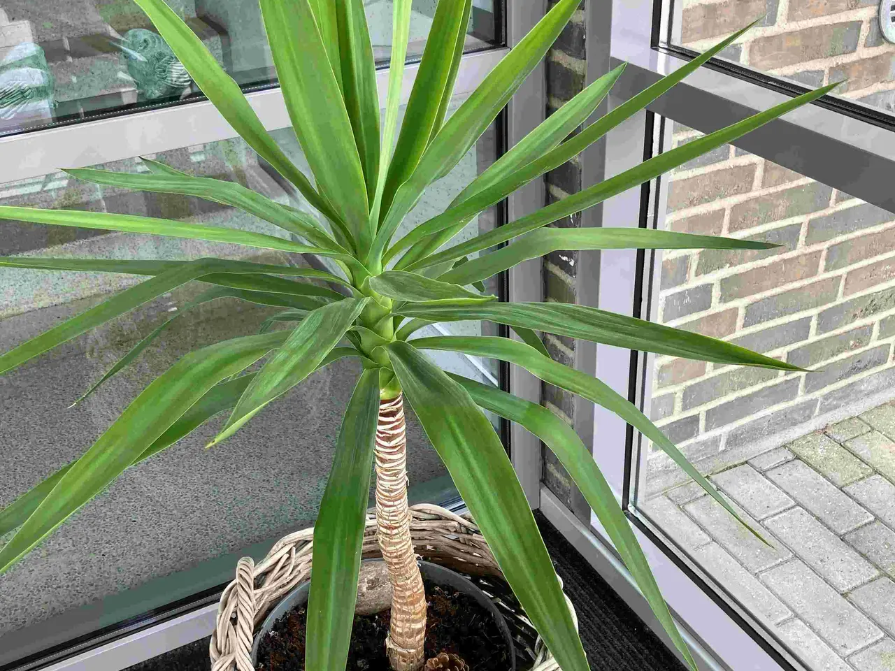 Billede 1 - Yucca palme - 125 cm høj