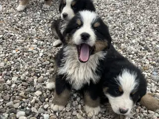 Berner Sennen hvalpe