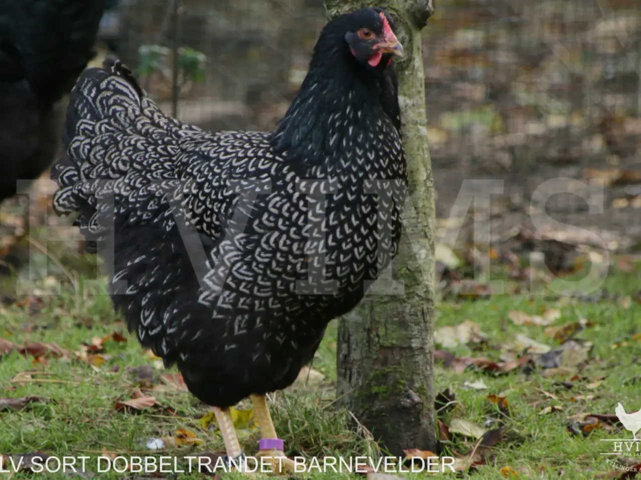Billede 7 - Barnevelder RUGEÆG