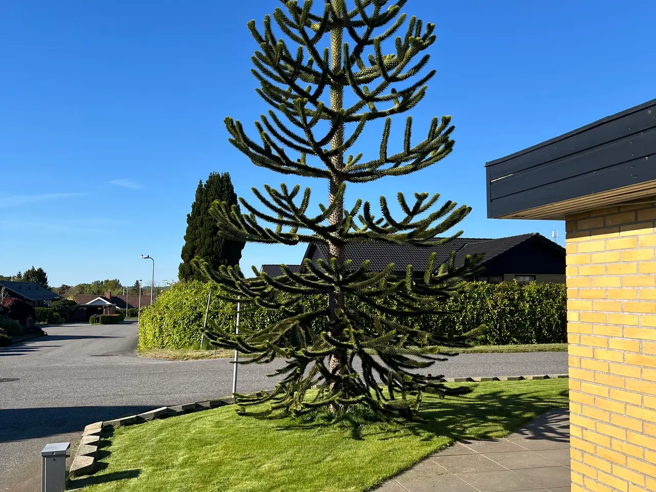 Billede 4 - Abetræ- Monkey puzzle tree