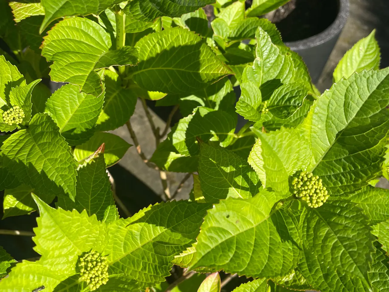 Billede 2 - Stor lyserød hortensia i frostsikker krukke
