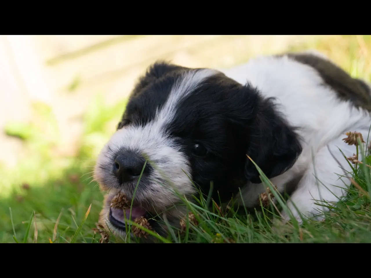 Billede 8 - Samojede/schapendoes hvalpe🐾