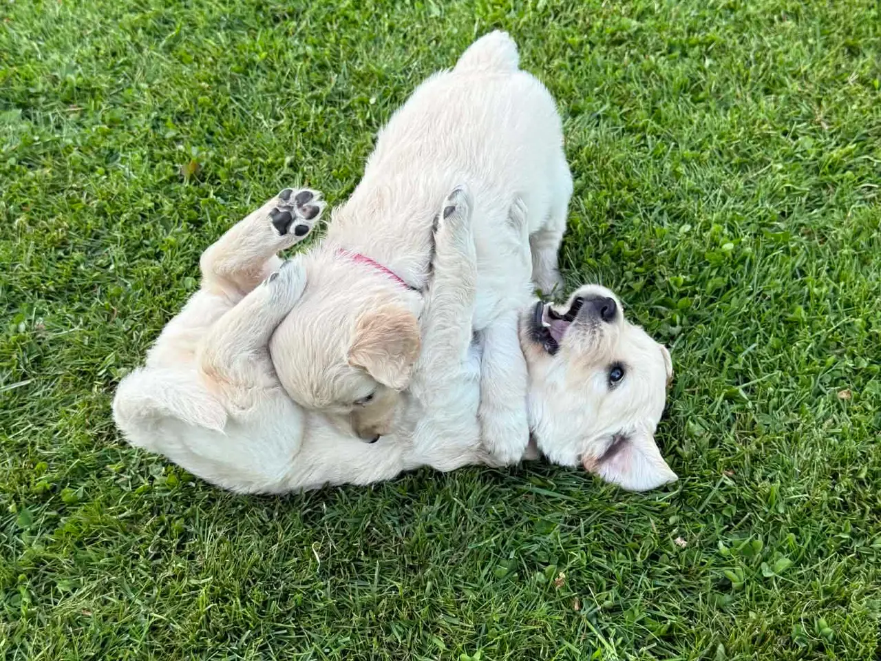Billede 1 - Golden Retriever hvalpe 