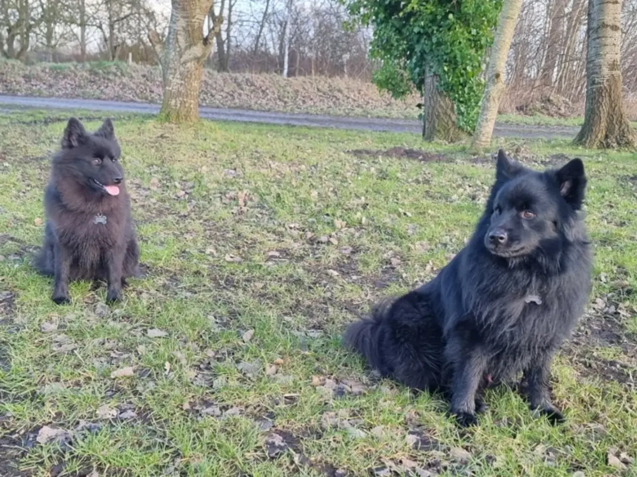 Billede 4 - Svensk lapphund