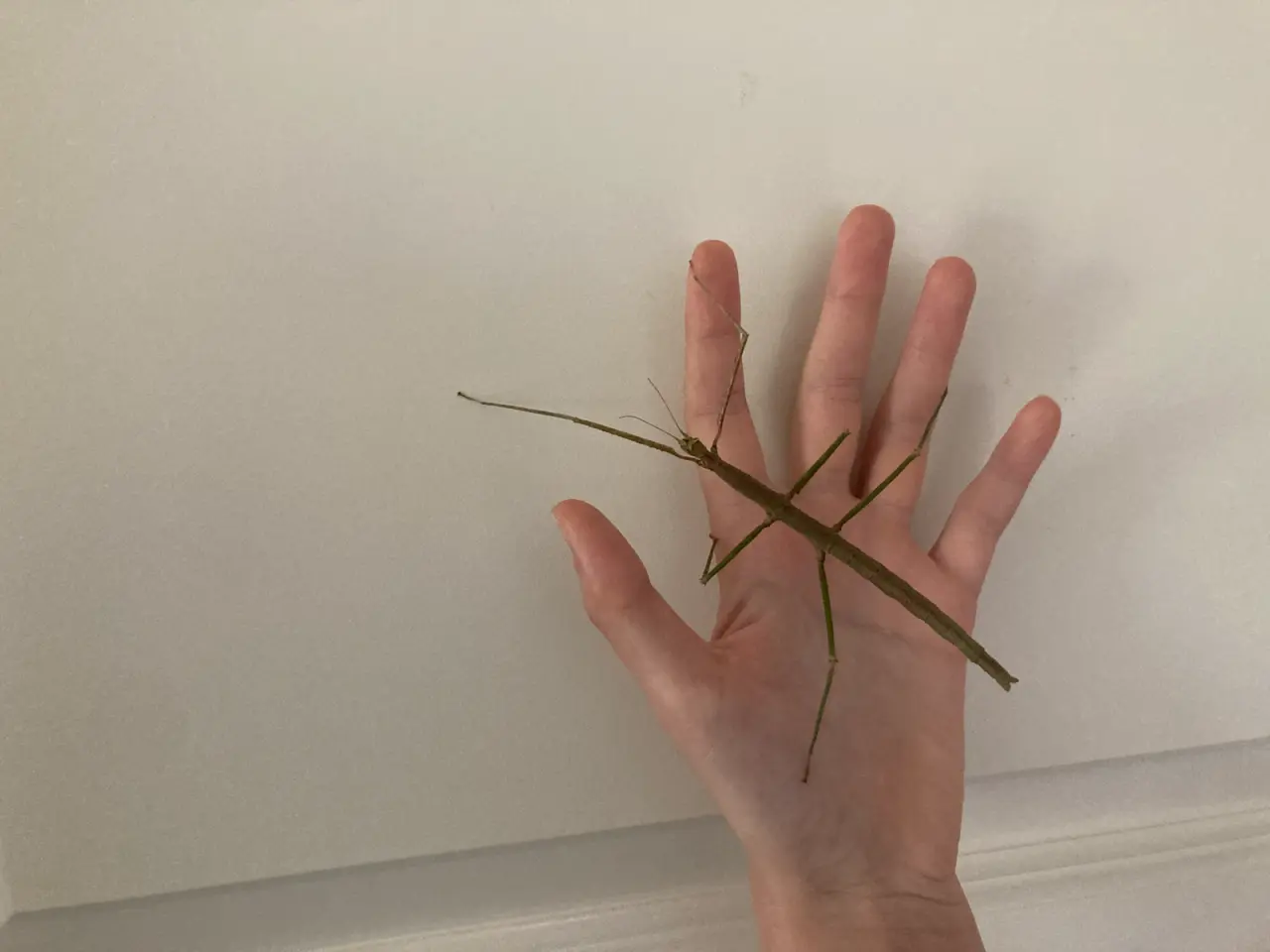 Billede 5 - Vandrendepinde med terrarium