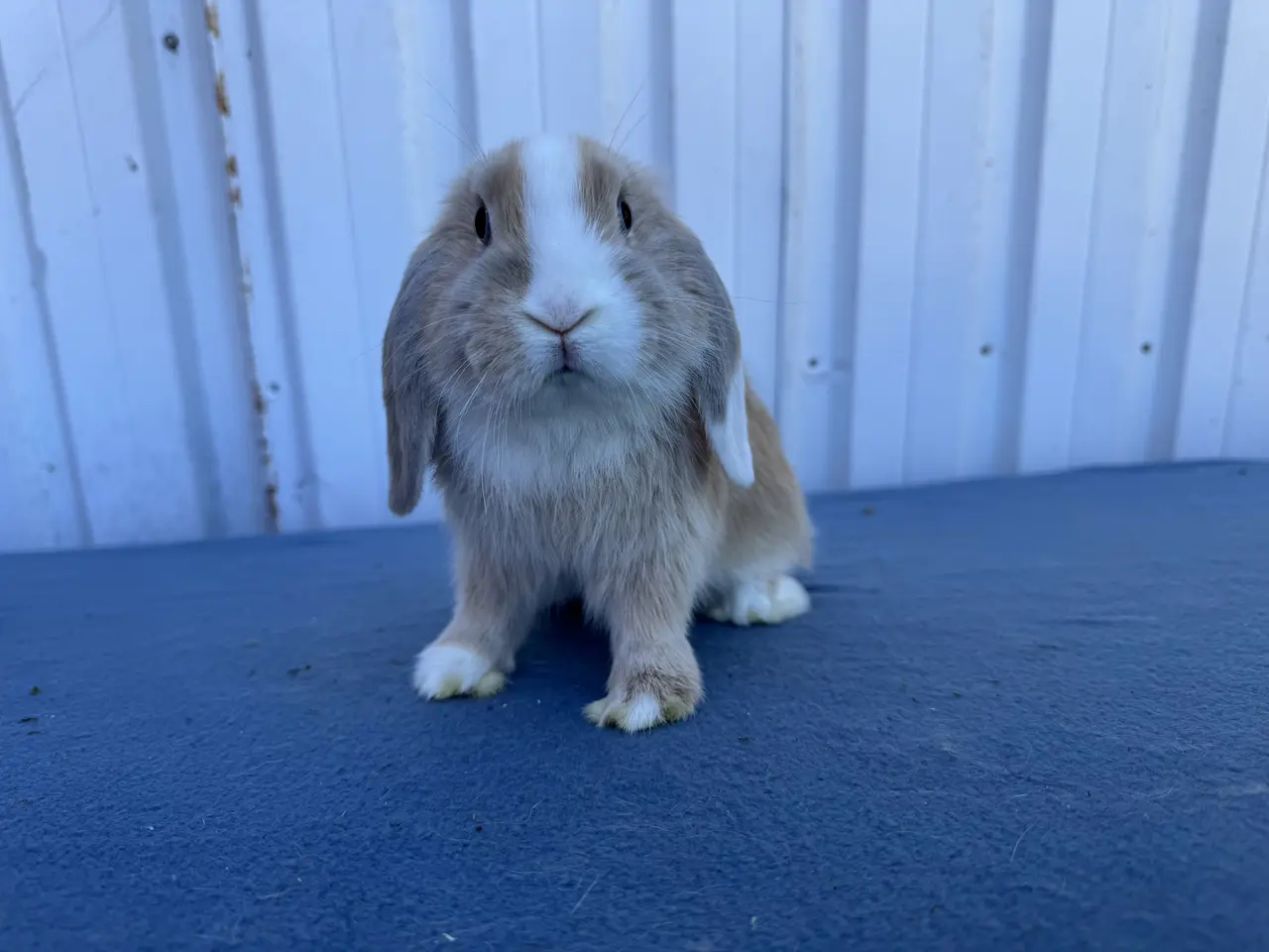 Billede 7 - Salgsklare Dværgvædder Hunkaniner 🐰