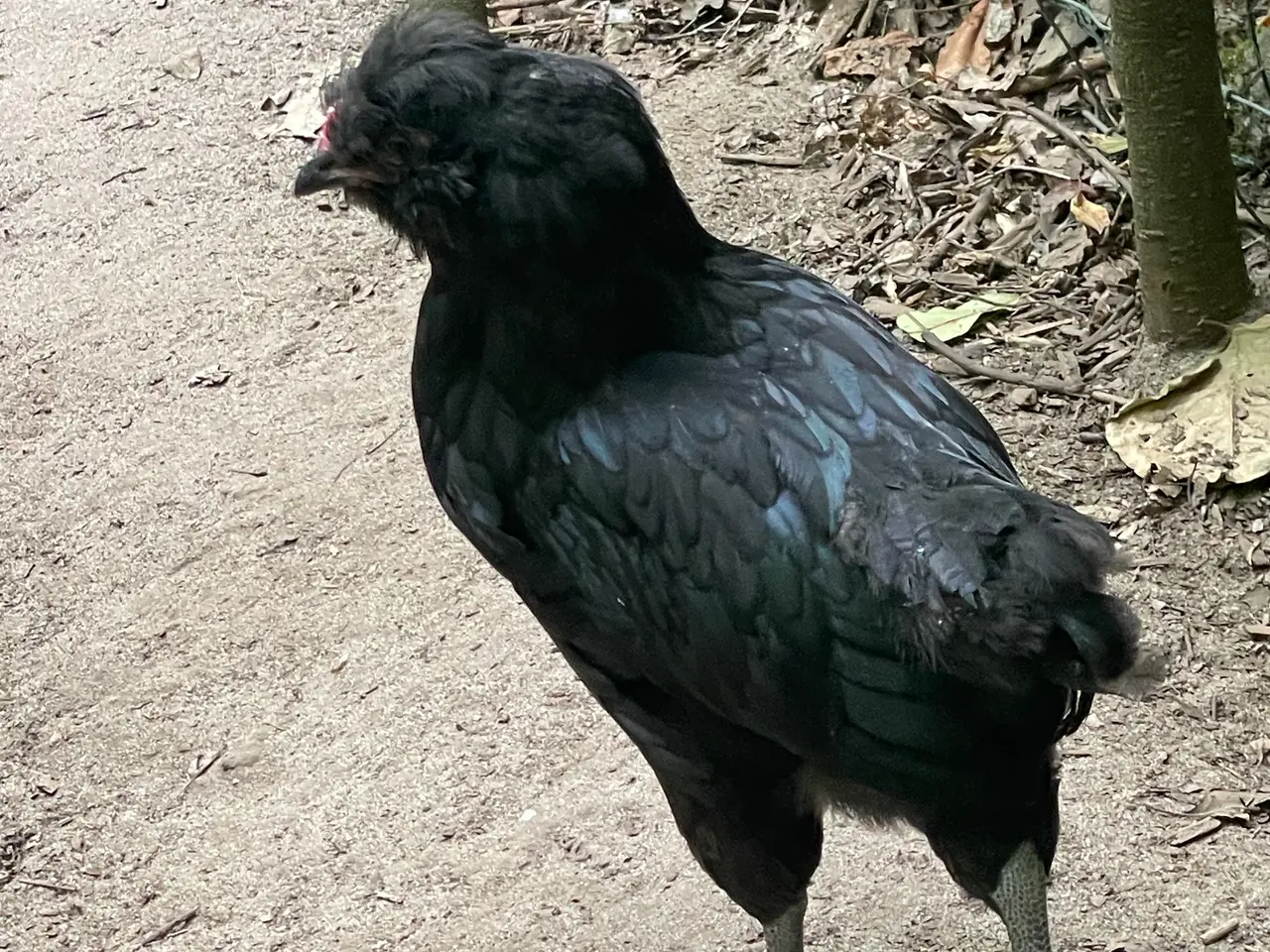 Billede 4 - Engelsk Araucana kyllinger