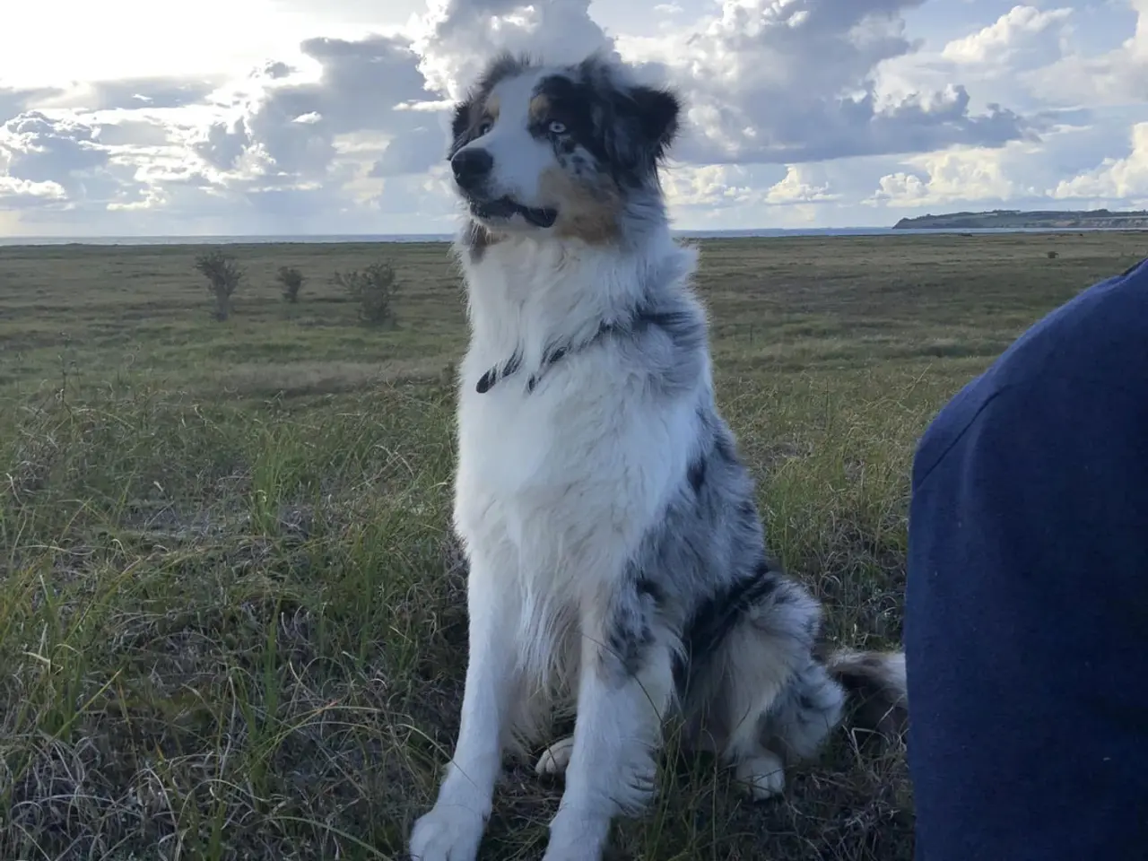 Billede 8 - Australian shepherd hvalpe
