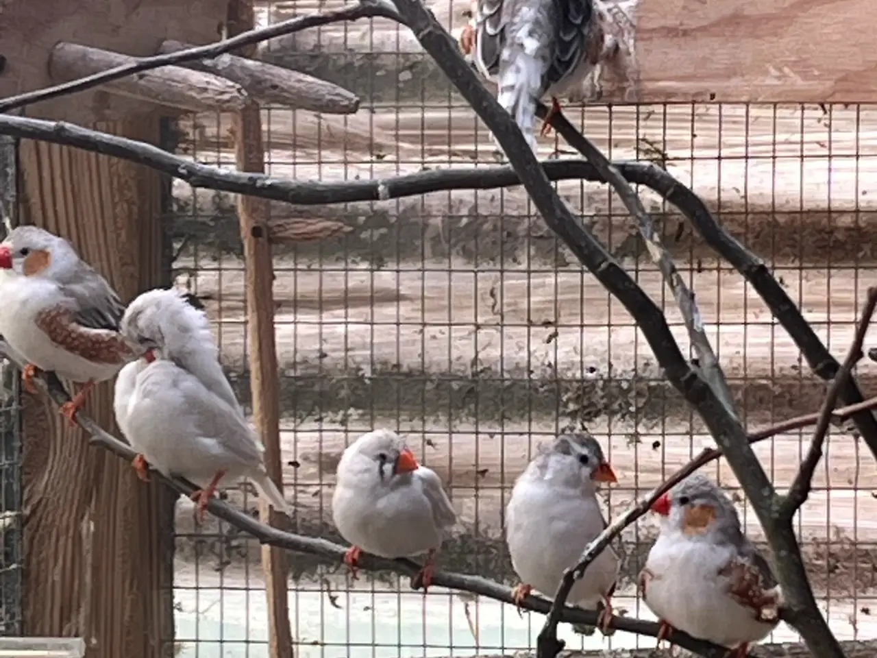 Billede 1 - 1.1 zebrafinker
