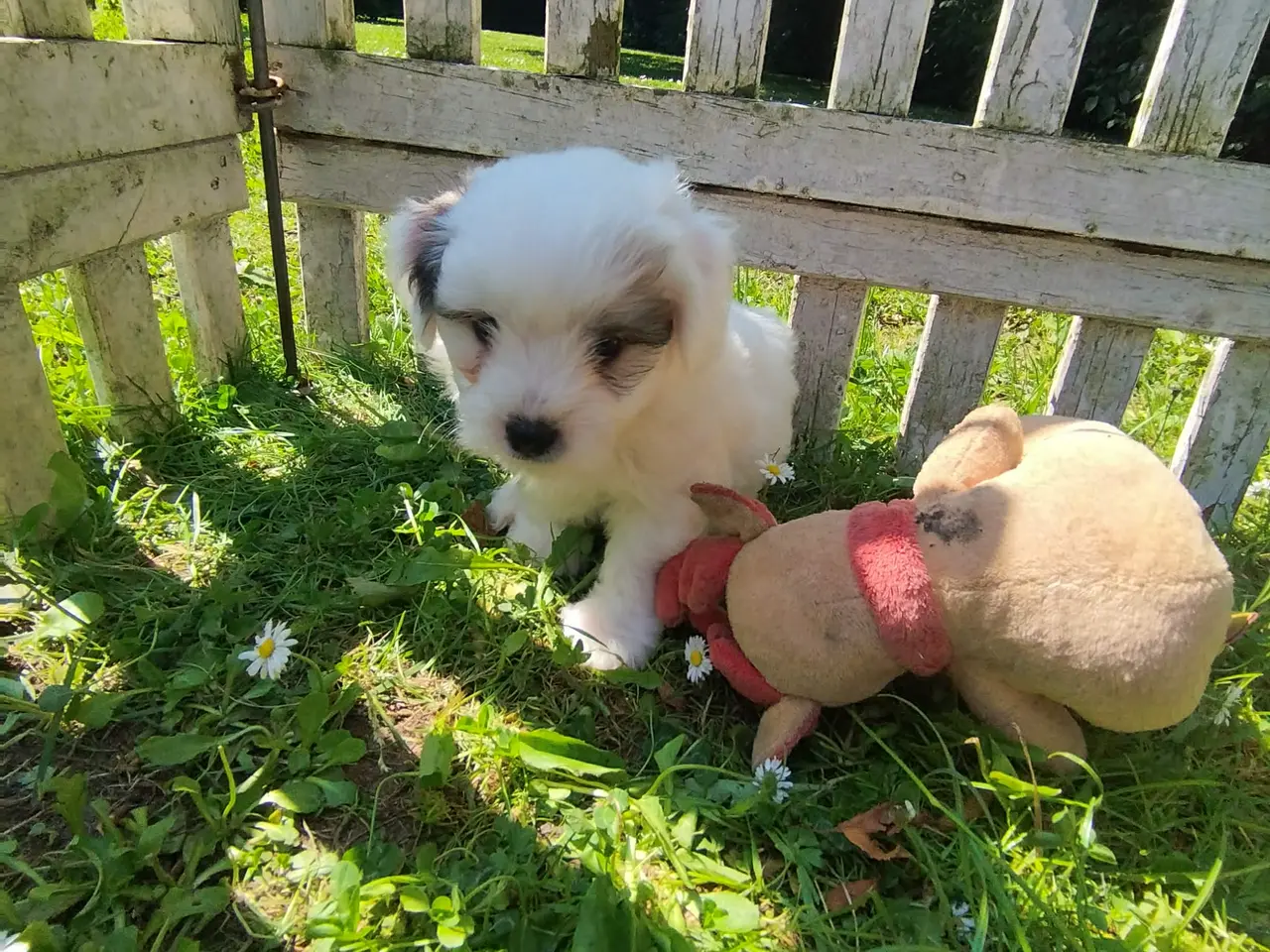 Billede 4 - Danmarks Sødeste Coton de tulear