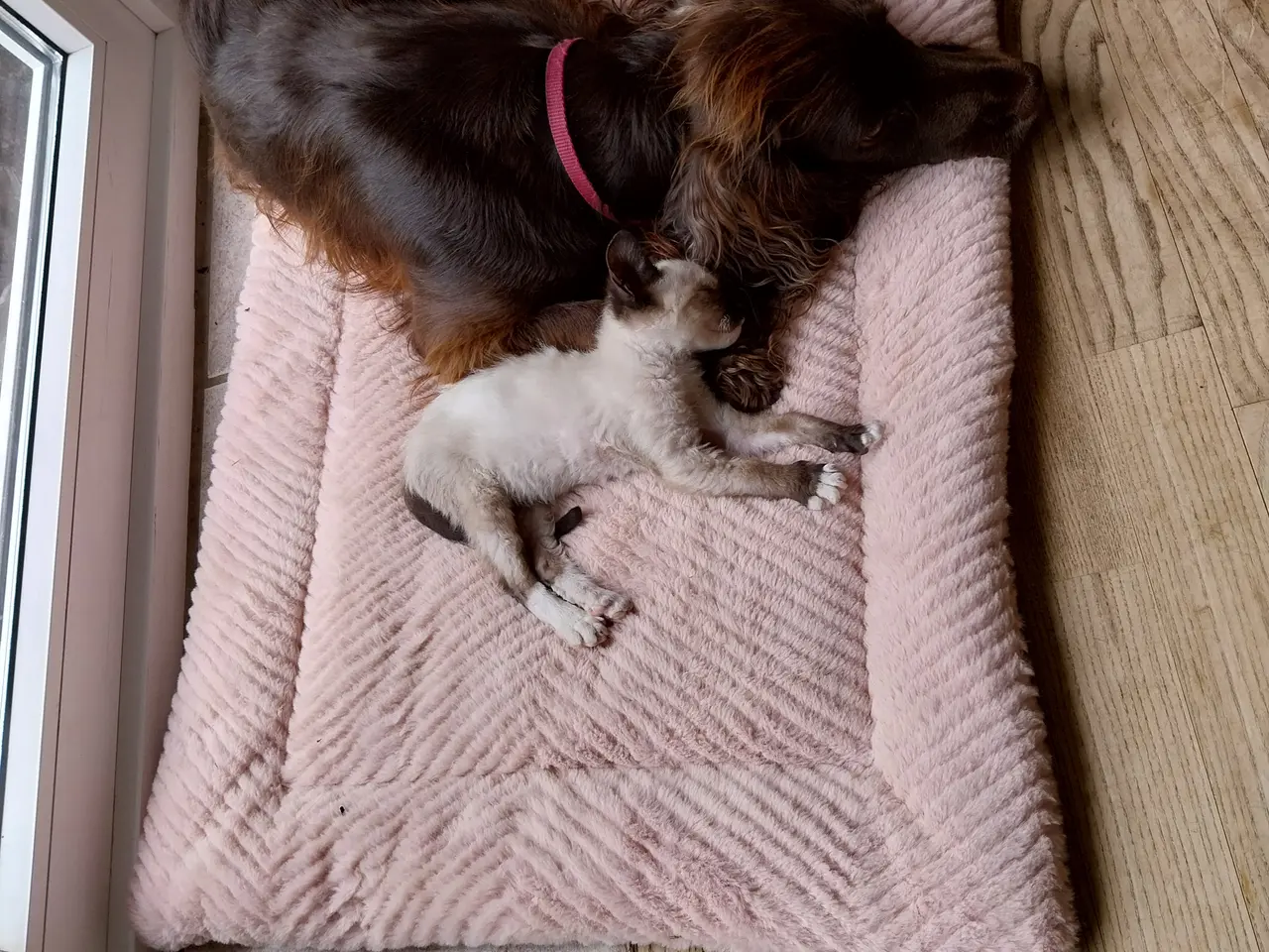 Billede 2 - Devon rex lignende teacup cat