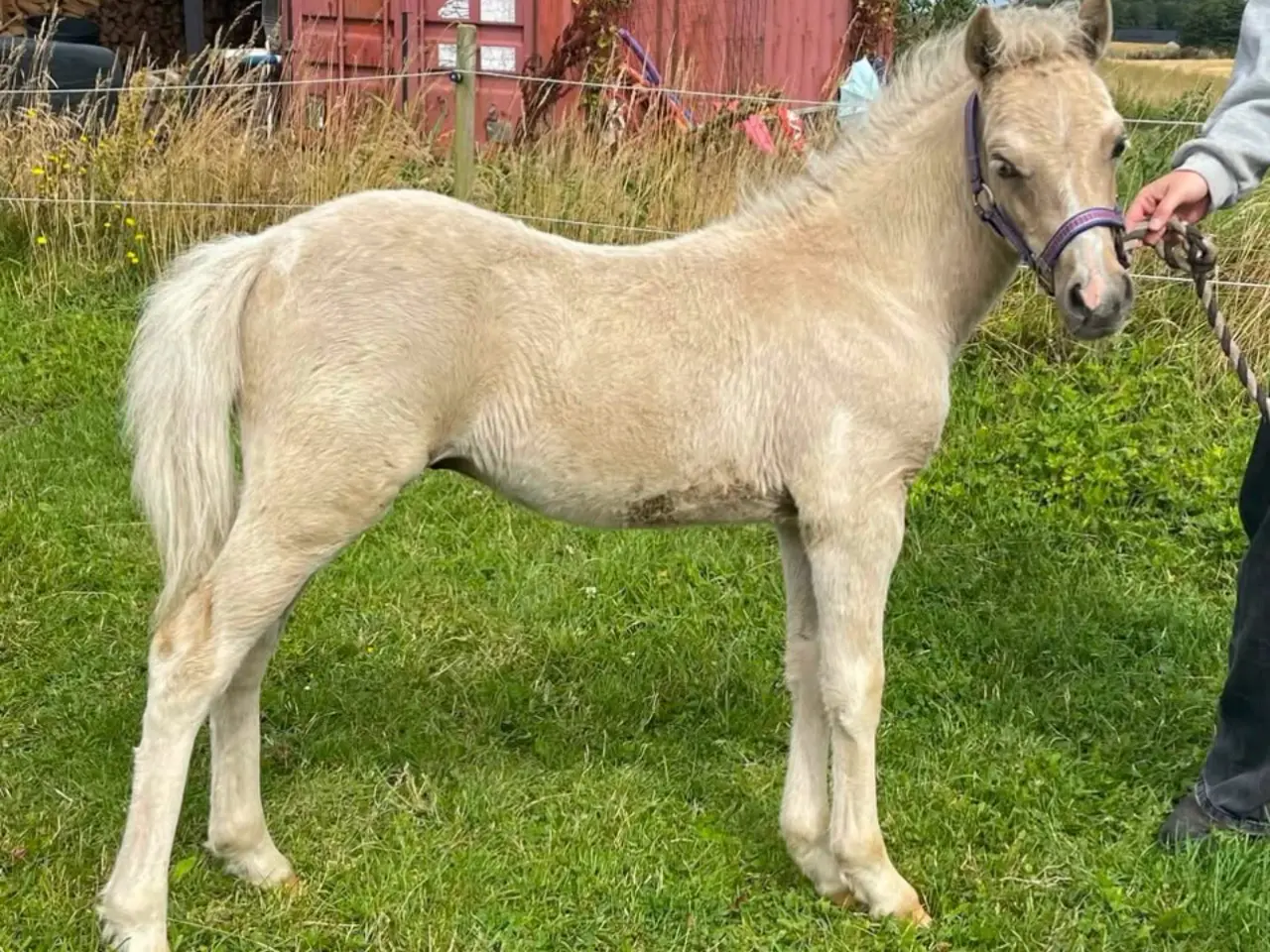 Billede 8 - Welsh partbred hingsteføl