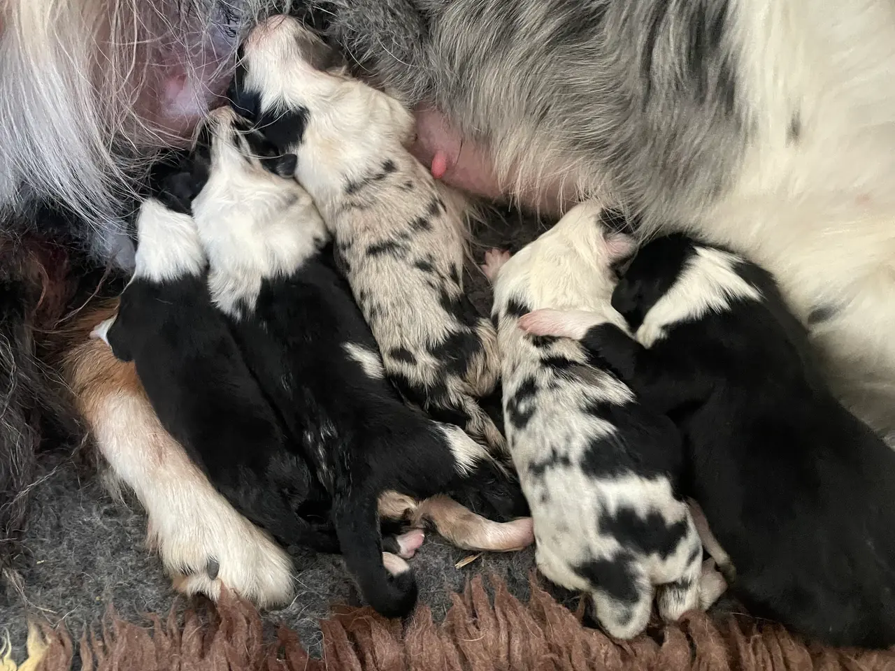 Billede 5 - Border Collie hvalpe 