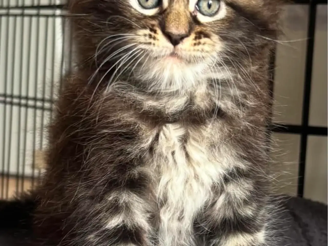 Billede 3 - Maine Coon
