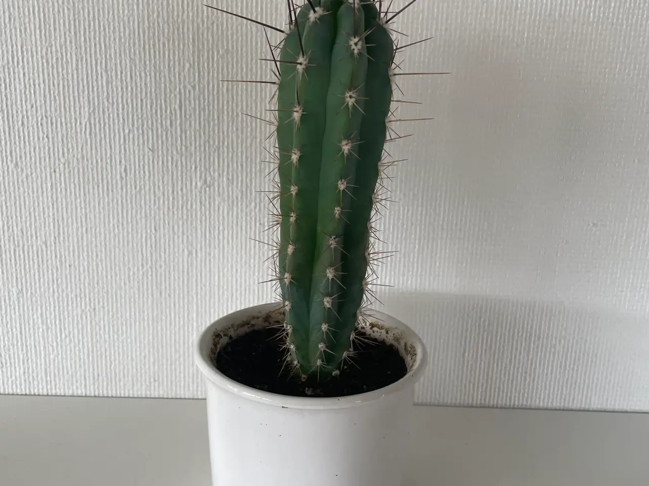 Billede 1 - Kaktus med skjuler 