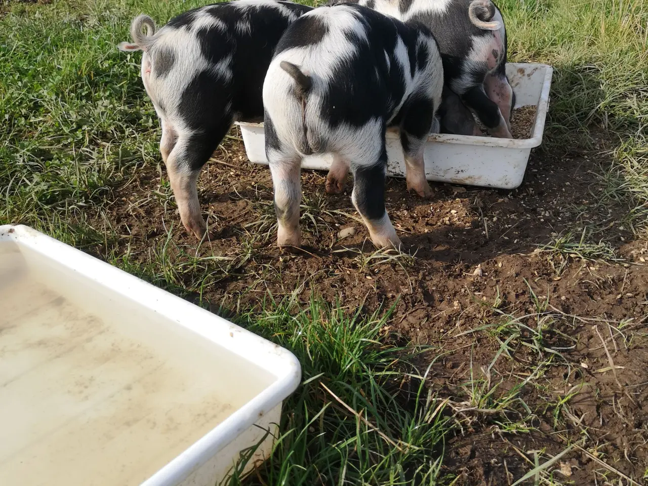 Billede 7 - Sortbroget Dansk Landrace