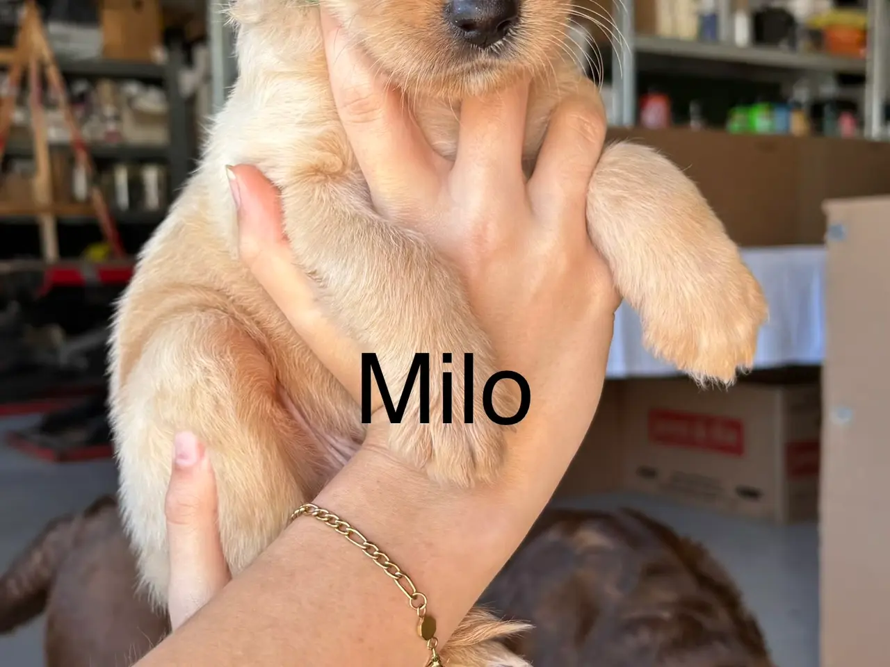 Billede 3 - Kun 4 𝗟𝗮𝗯𝗿𝗮𝗱𝗼𝗼𝗱𝗹𝗲 𝗵𝘃𝗮𝗹𝗽𝗲 tilbage!