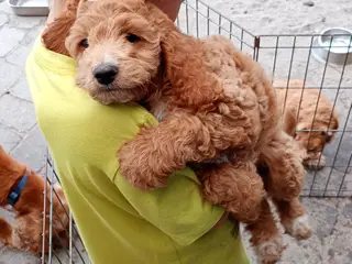 Coackapoo hvalpe(50% cocker spaniel og 50% puddel)