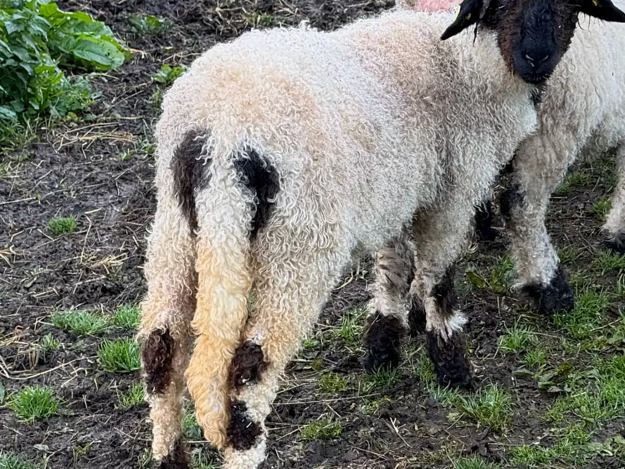Billede 3 - 2 gimmer lam Valais Blacknose