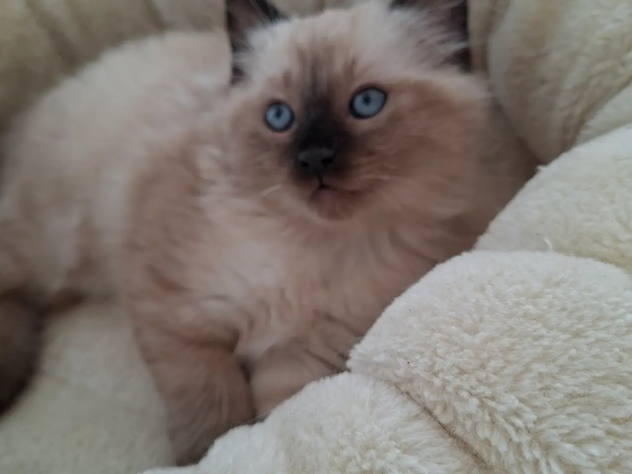 Billede 14 - Skønne Ragdoll killinger 🐾🤎