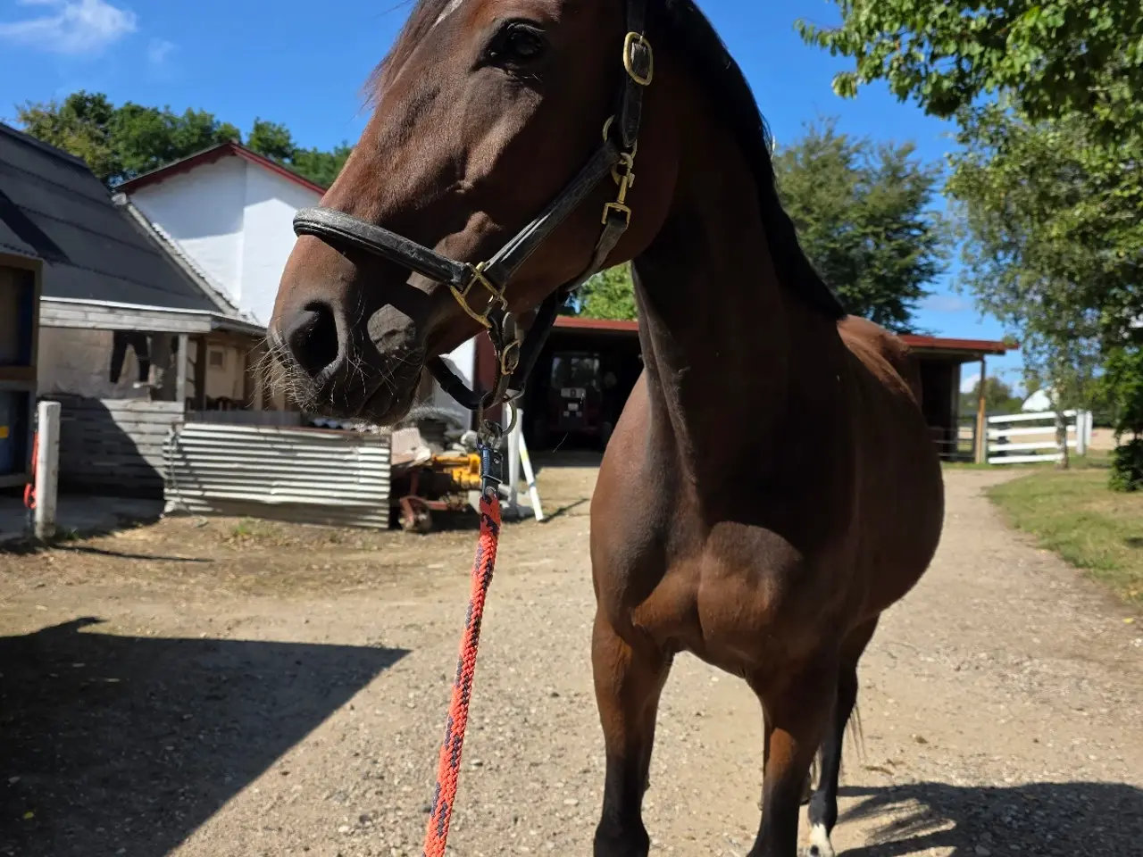 Billede 1 - Indy chancehest