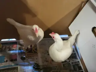Høns