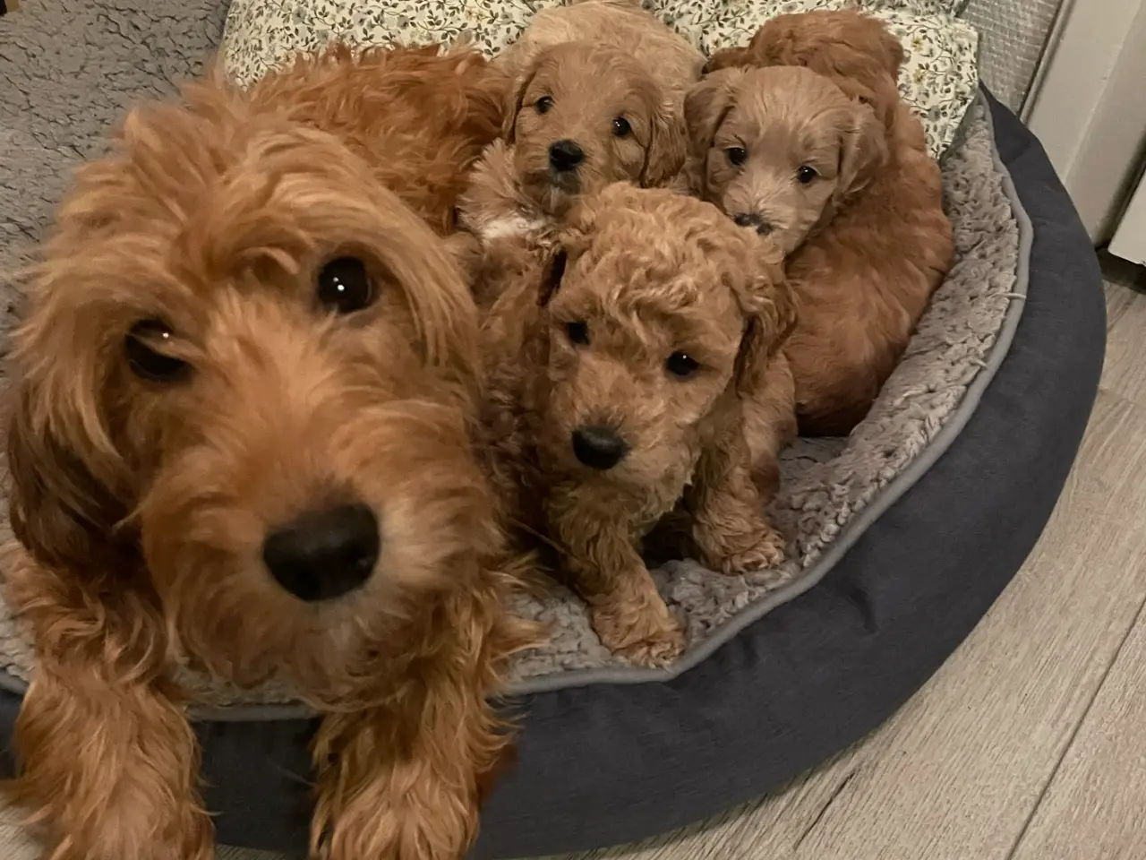 Billede 1 - Søde Labradoodle hvalpe