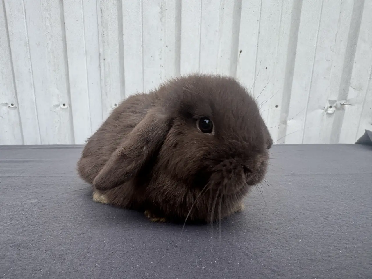 Billede 3 - Mini lop hunkanin salgsklar