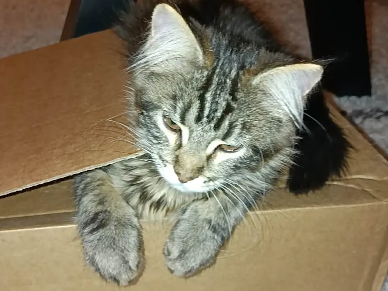 Billede 3 - Maine Coon killing pige uden stamtavle