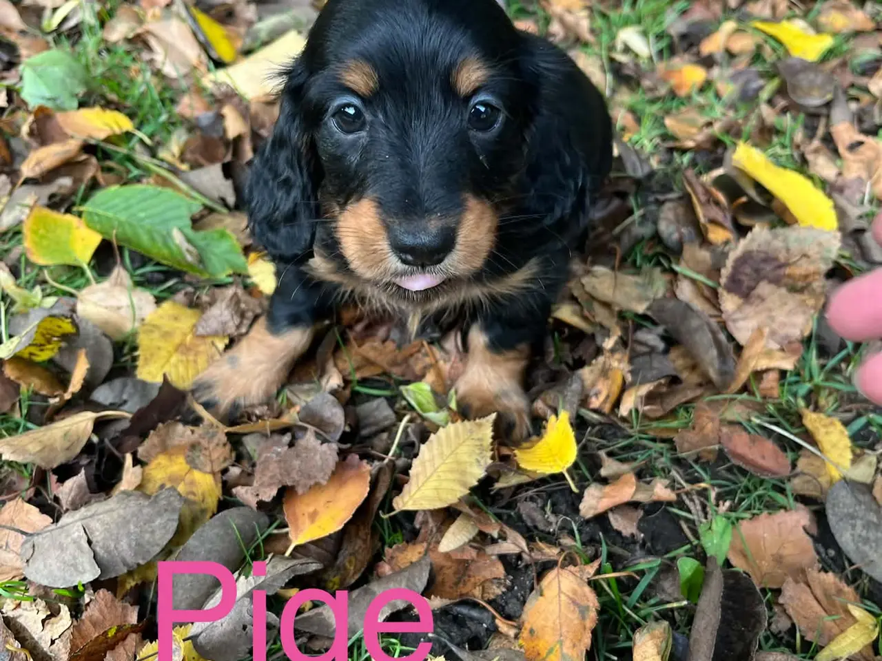 Billede 2 - Langhåret Dværg Gravhunde Black and Tan.