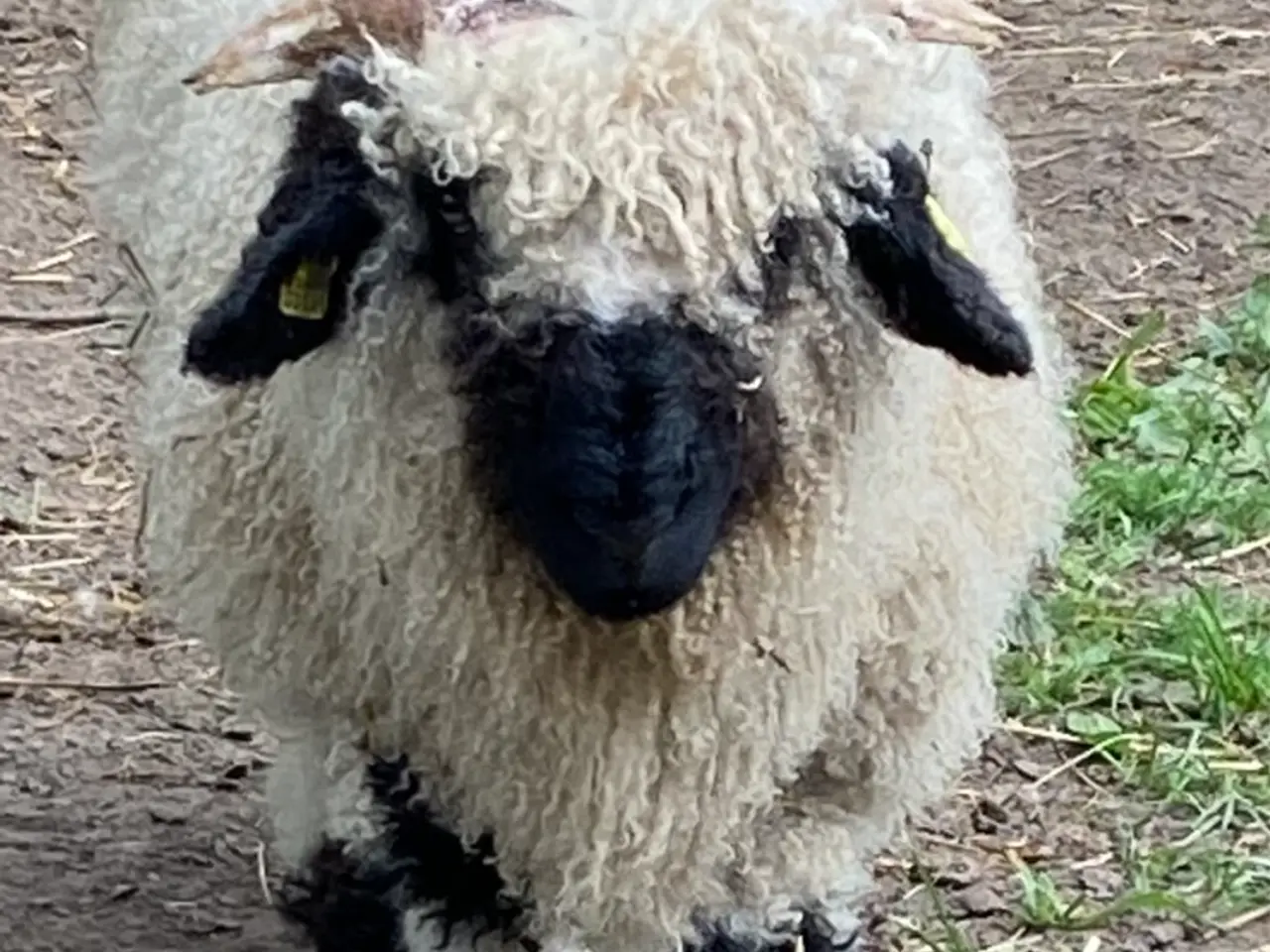 Billede 6 - Vallais Blacknose vædder