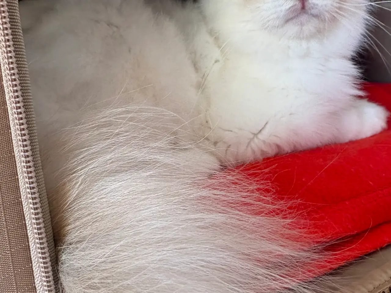 Billede 4 - 🐾 Hellig Birma hankat – lilla tabby masket – muli