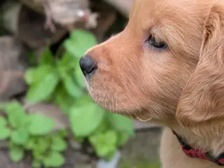 Golden Retriever Hvalpe - 4