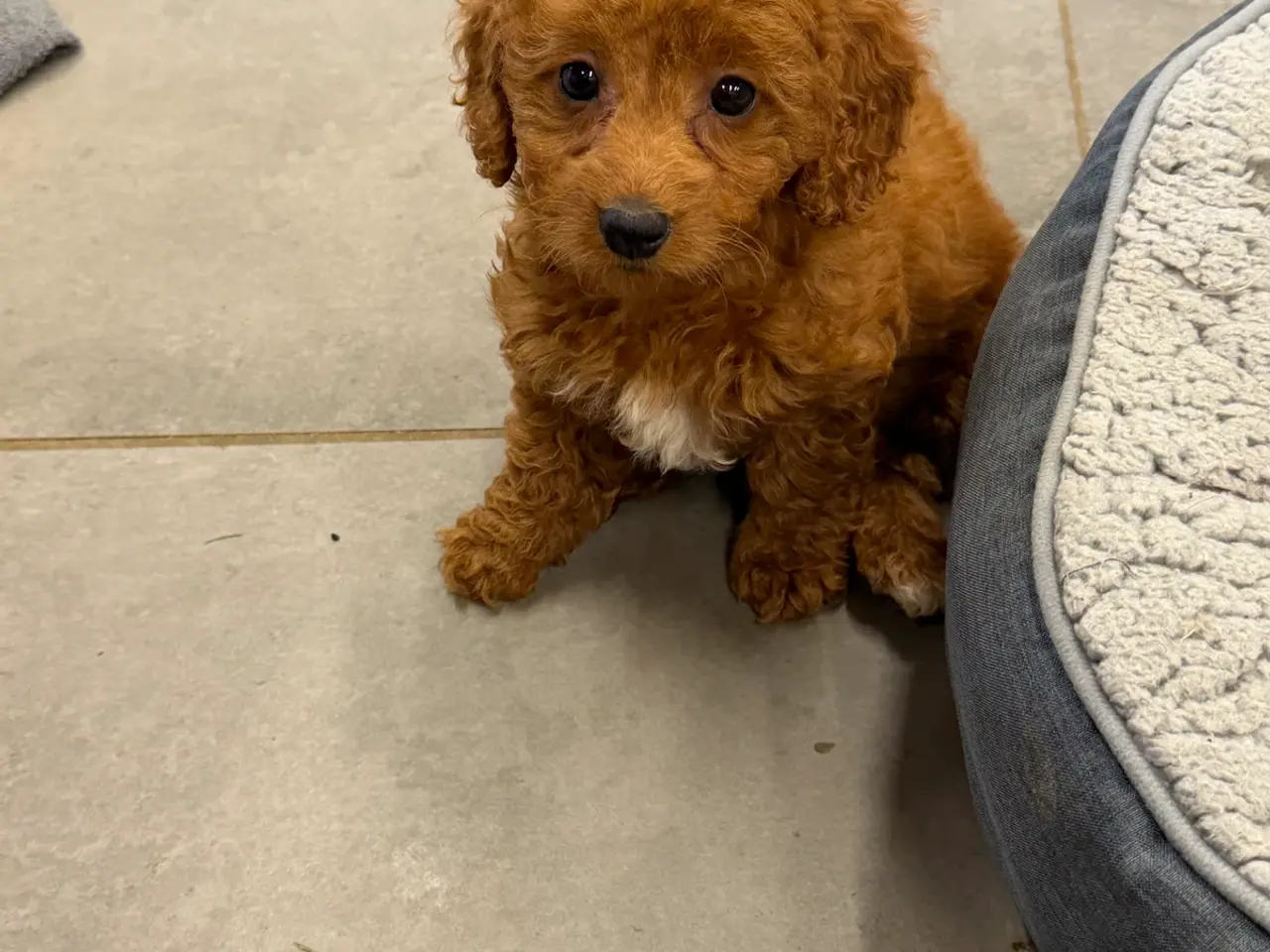 Billede 18 - 🐶☀️ Skønne Cavapoo-hvalpe søger deres kommende fa
