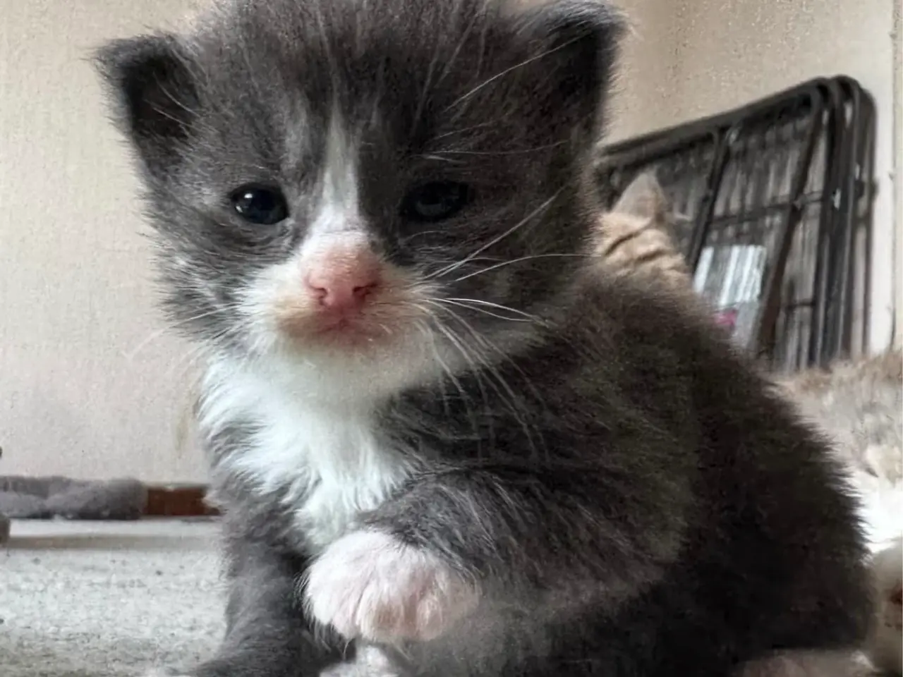 Billede 13 - 💙Sød Maine Coon/Ragdoll hankilling💙