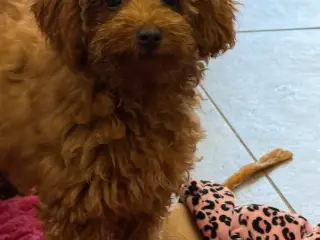 Maltipoo rejseklar - 4