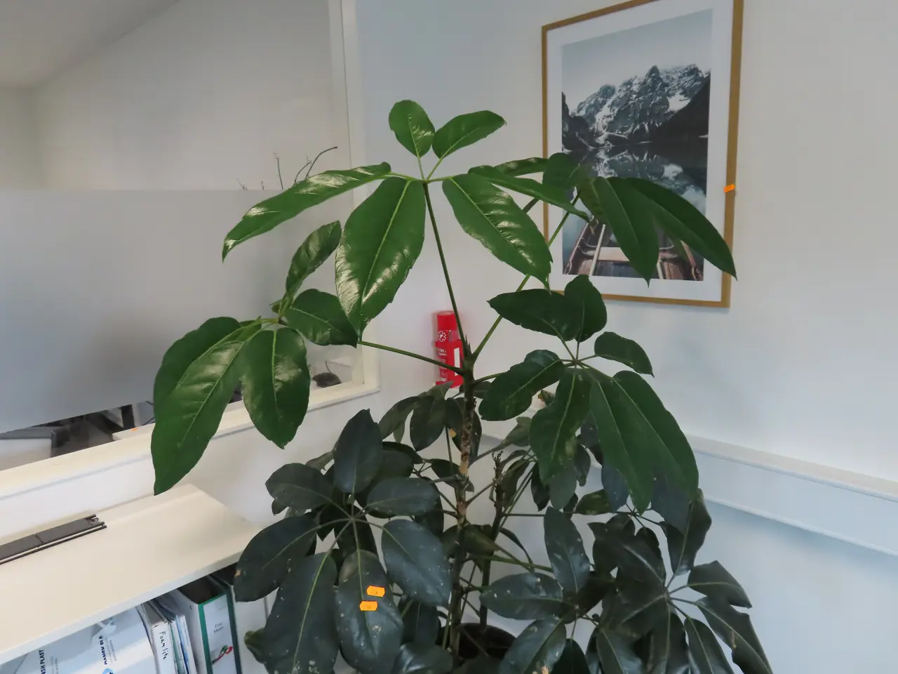 Billede 2 - Plante I krukke