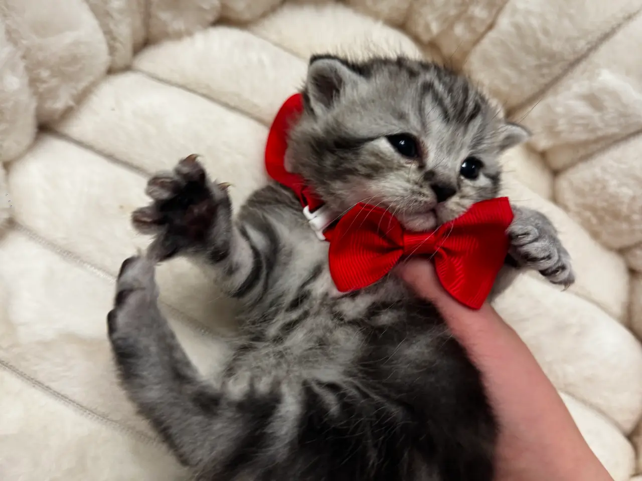 Billede 7 - Unikkeste British Shorthair Killinger til Salg