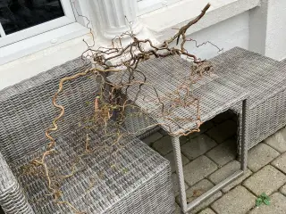 Troldegrene nyklippet