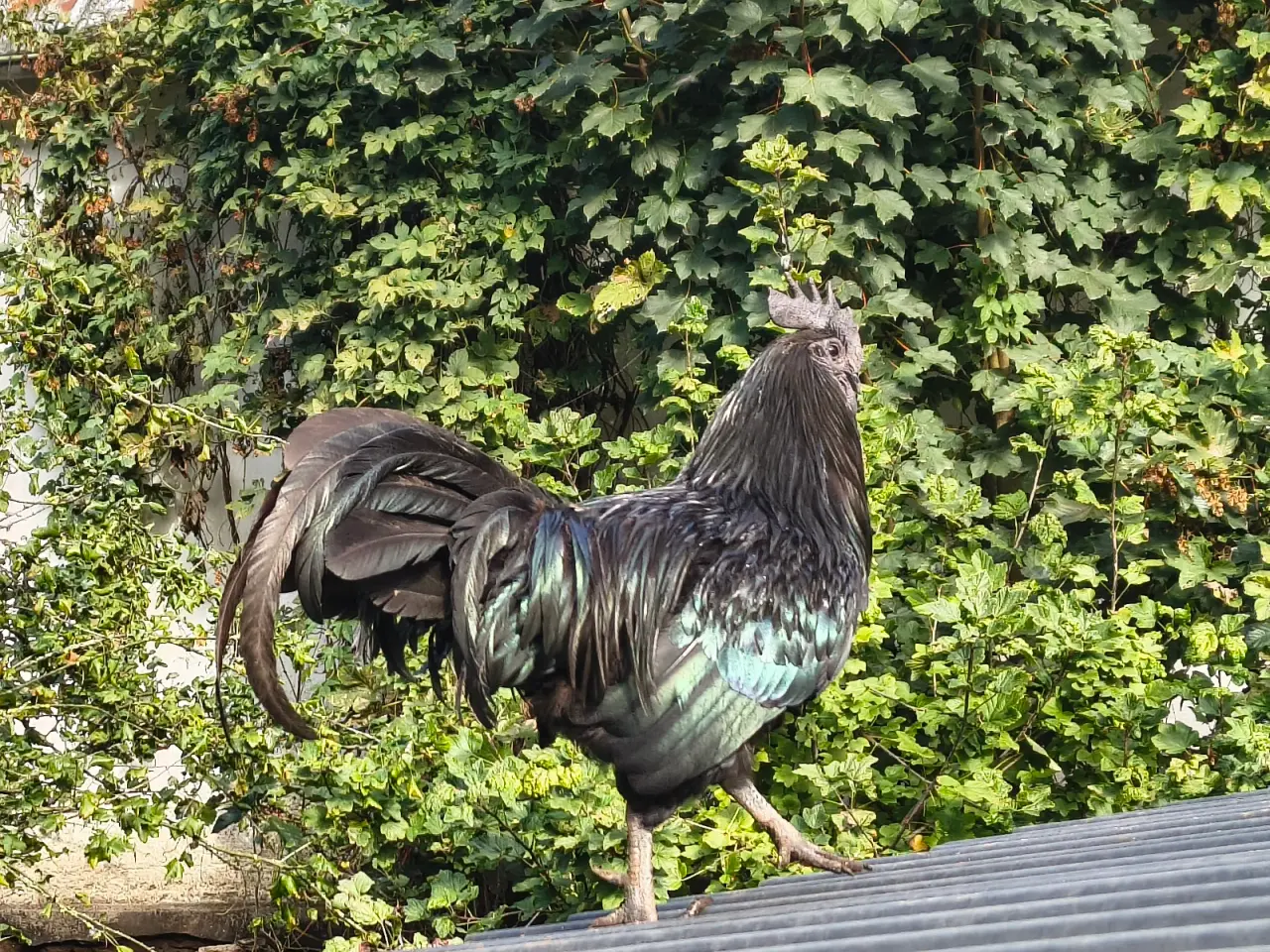 Billede 3 - Ayam Cemani hane