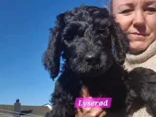 F1B Labradoodle - 5