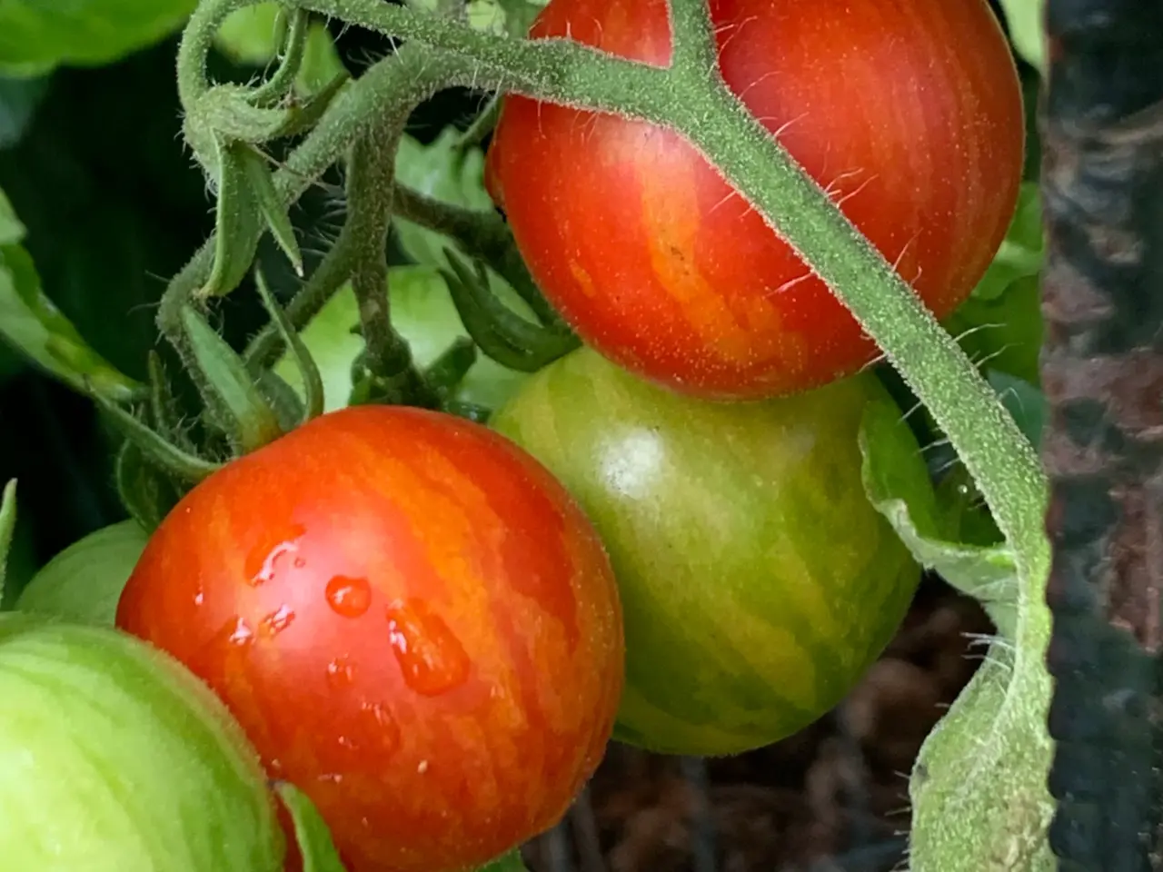 Billede 25 - Sunde frø af STORE tomater 🍅