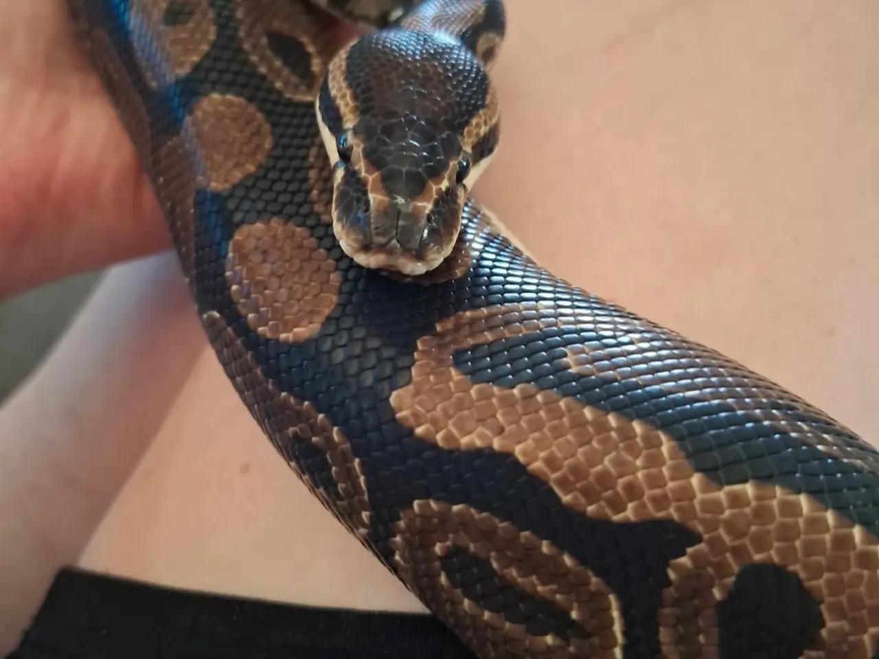 Billede 1 - Kongepython han sælges