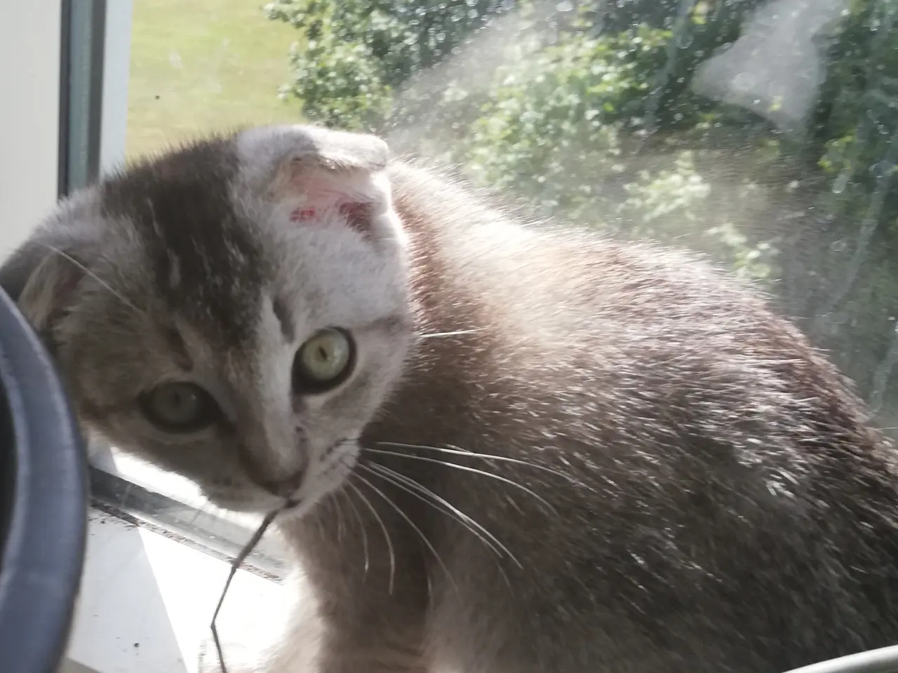 Billede 2 - Nara – Sød og blid Scottish Fold hunkat søger kærl