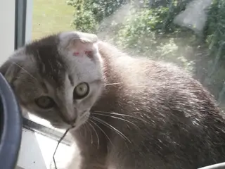 Nara – Sød og blid Scottish Fold hunkat søger kærl - 2