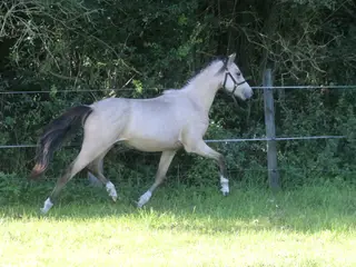 1 års welsh B hoppeplag