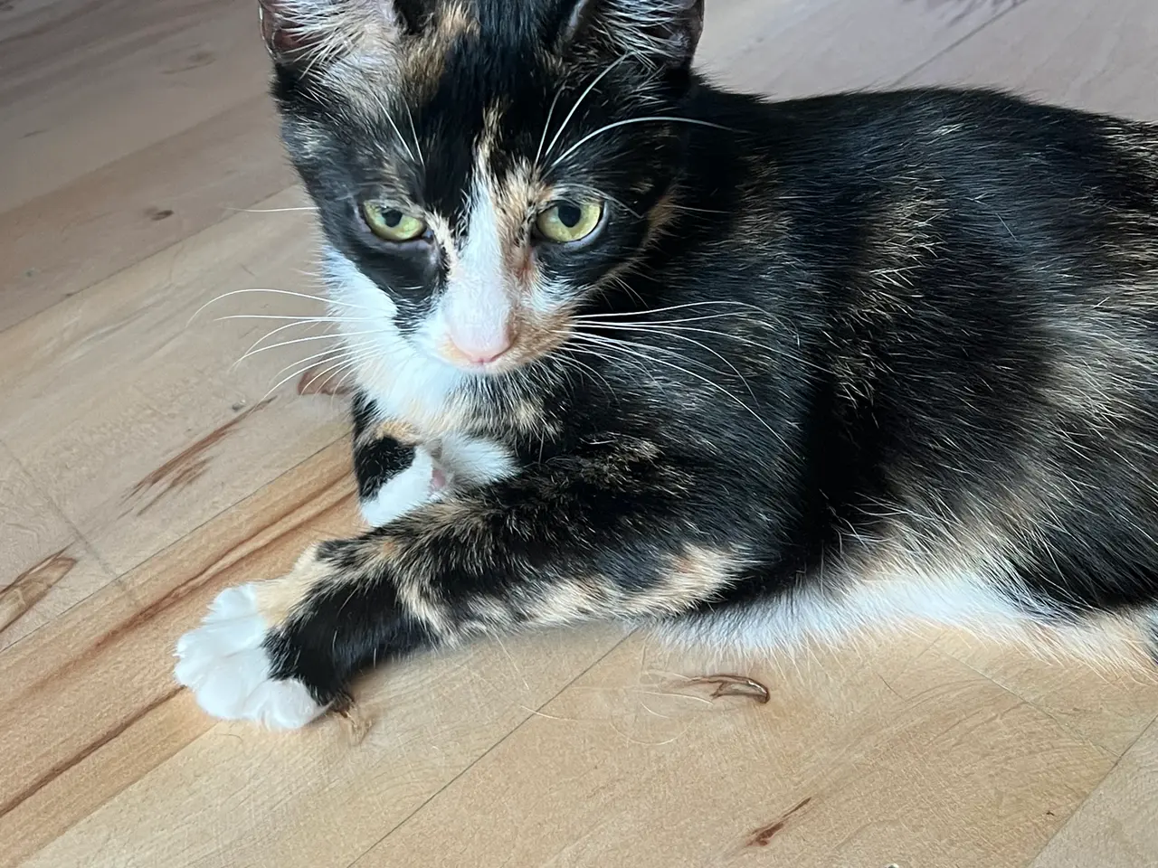 Billede 1 - Kærlig hunkat på 1 år søger trygt hjem med have