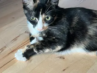 Kærlig hunkat på 1 år søger trygt hjem med have